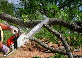 Best Leaf Removal  in West Sacramento, CA