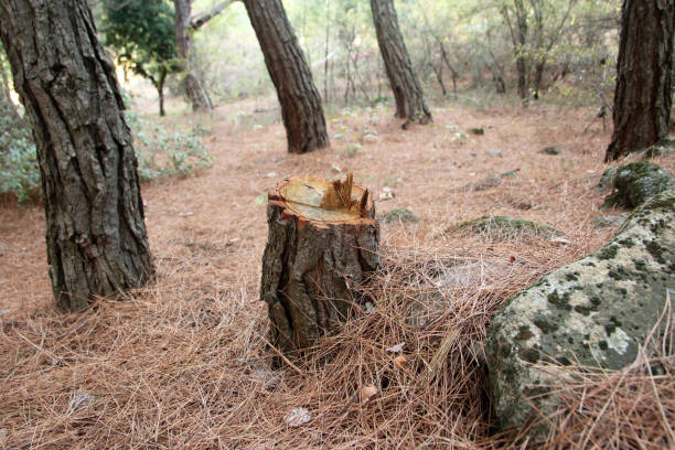 Best Emergency Tree Removal  in West Sacramento, CA