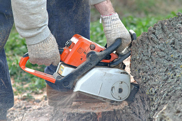 Best Tree Removal  in West Sacramento, CA