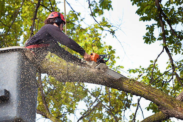 Best Tree Maintenance Programs  in West Sacramento, CA