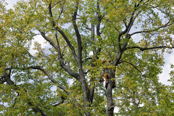 Best Tree Mulching  in West Sacramento, CA